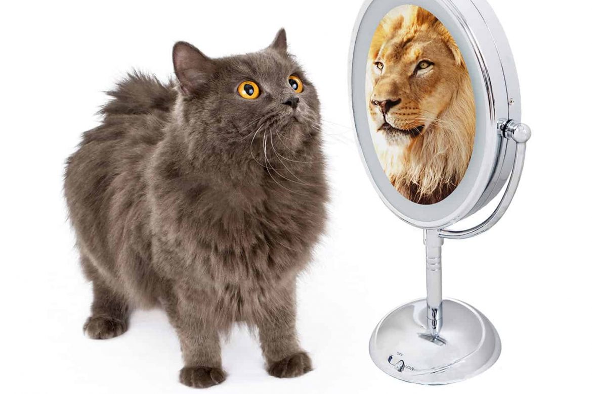 macska tükör oroszlán